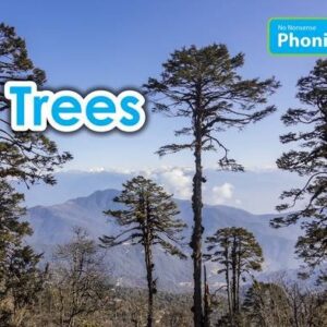 Trees